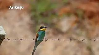 İstanbul da / vahşi yaşam /doğa /wildlife /bosphorus /İstanbul un kuşları