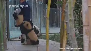 Panda Cubs and The “poorest” panda keeper part 2