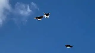 Мелитопольские голуби. Не только словом, но и делом…