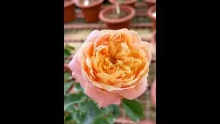 EDROSES/ Роза  🌹  Викториан Сикрет (Victorian Secret) , Нидерланды  2017 .Premium Garden Roses.