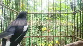 Dirumah Aja Merawat Kacer Bakalan, Trotolan, Muda Hutan Dan Terapi Kacer Macet Bunyi
