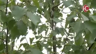 Синоптики прогнозируют жаркий июль