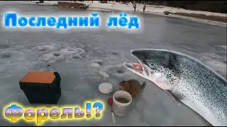 Последний Лёд! Ловим Форель!