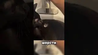 Wet cats