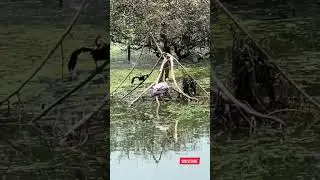 Vandalur zoo in Chennai Part-2 |vandalur zoo vlog 