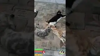Спящие котики