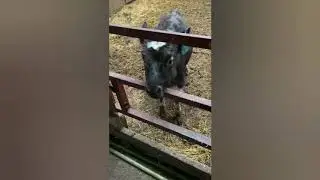 Телёнок который любит конфеты