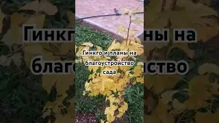 Гинкго и благоустройство сада:планы на зиму и весну #plants #растения #цветы #flowers #сад #garden
