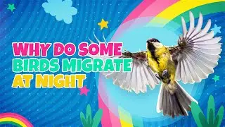 Why Do Some Birds Migrate at Night