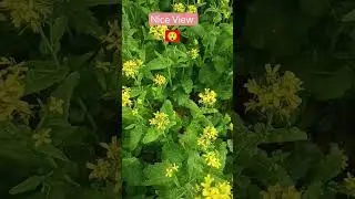 Wow Amazing 😲  #2024 #villagefields #beautifulvillage #nature #farming