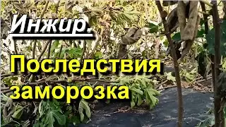 Инжир. Последствия заморозка. 2023 10 14