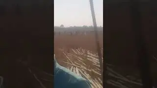 Assam morajar  Egypt Emma Subscribe and viral this video