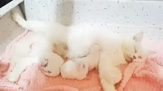 My Cat Just Gave Birth to 3 Pure White Kittens | Blessings