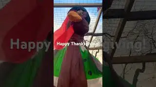 Happy Thanksgiving!