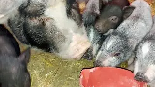 Мы за них забыли. Младшие научились быстрее.