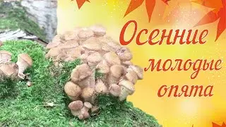 Ложные опята и опёнок осенний съедобный и их отличия. Канада | Квебек. Грибы 2021
