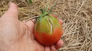 Unsuccessful tomato varieties of 2020. JAPANESE TRUFFLE and GERANIUM KISS from Biotekhnika