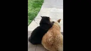 Счастливая пара