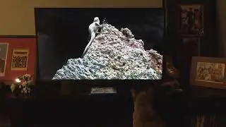 Cat watching David Attenborough Planet Earth