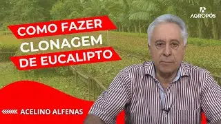 Clonagem de mudas de eucalipto