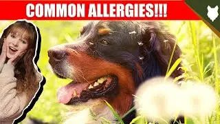 COMMON ALLERGIES FOR BERNESE MOUNTAIN DOG
