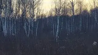 СОБЫ - ЗАКАТ - АЛТАЙ
