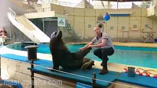 Морские львы на шоу в зоопарке Рапперсвиля (Sea lions show at Rapperswil Zoo )