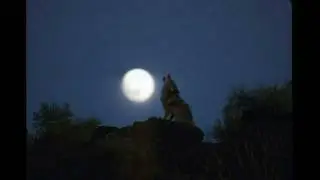 Coyote  Howling (Audio)