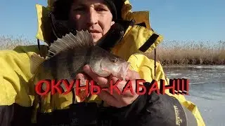 ТРОФЕЙНЫЙ ОКУНЬ-КАБАН!!! ЗА ТАКИМ ОКУНЕМ СТОИЛО ЕХАТЬ НА РЫБАЛКУ.зимняя рыбалка.ловля на мормышку