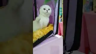 Выставка г. Екатеринбург #шотландскаявислоухая #скоттишфолд #котята