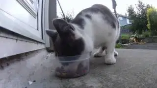 stray cat