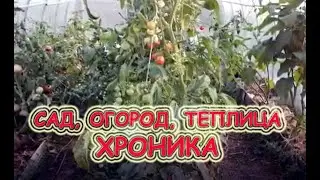 Москвичи на огороде