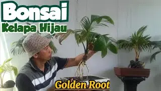 🛑  Si Akar Emas Lepas Batok⁉️ Merawat Bonsai Kelapa Hijau🌴
