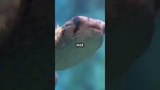 Puffer Fish: Nature's Inflatable Wonder!