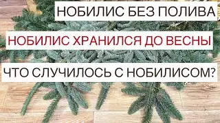 НОБИЛИС.Nobilis abies.Что такое НОБИЛИС?Всё о нобилисе.Нобилис абиес.Банч нобилиса.Нобіліс пихта