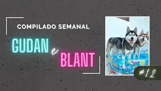 COMPILADO #12 GUDAN O HUSKY