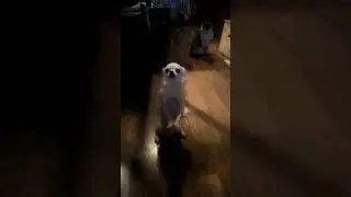 Cane che applaude