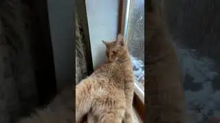 В субботу Симба не ходит на работу😎