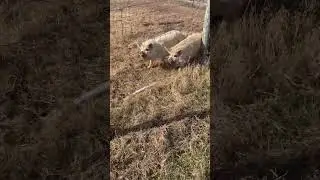 Why Are Pigs So Loud?! 🤣 