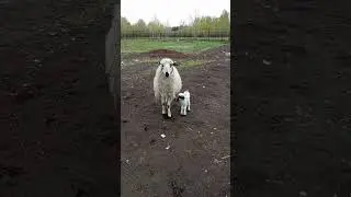 И снова пополнение.