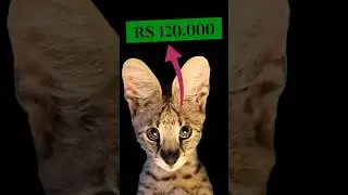 Que gatinho mais lindooooo 🥹😍 Vocês teriam um???