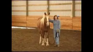 Three Foundations & W-Holistic Joining | W Stands for WHOLE Horse