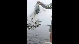 Net Full of Finger Mullet