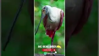 BIG BEAK birds | Most unique rare birds | #birdlovers #birds #shorts #viral #savebirds