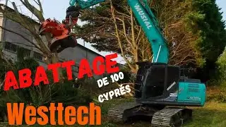 chantier d'abattage d'une centaine de cyprés  kobelco sk 180 lc 11 #akaso