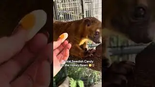 Viral Swedish Candy for the Honey Bears