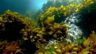 Життя підводного світу