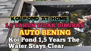KOI POND AT HOME ||1,5 TAHUN TIDAK DI KURAS ||AUTO BENING ||Koi Pond 1,5 Years The Water Stays Clear