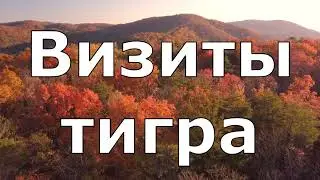 Тигр каждый день приходил к военным, пока те не решили пойти за ним далеко в джунгли