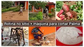 Rotina do sítio colhi beterraba,varri meu terreiro Duta tá fazendo uma máquina para cortar Palma.
